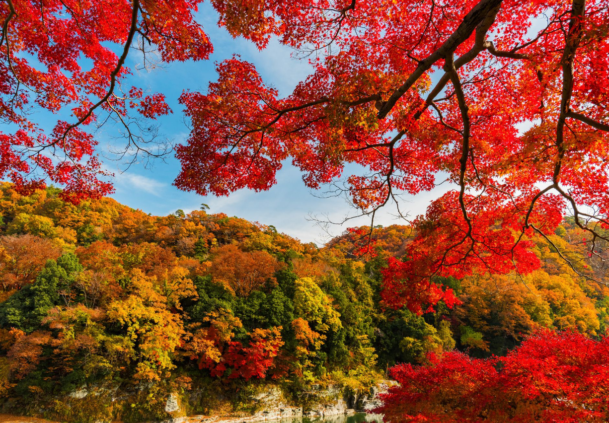 Happy Fall from Alligator Pear Beauty! 🍂