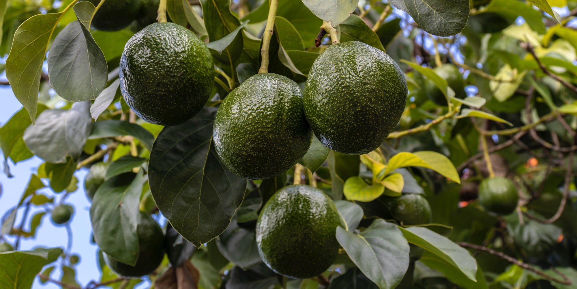 Beat the Heat with Allie's Avocado Dessert and Sun Safety Tips