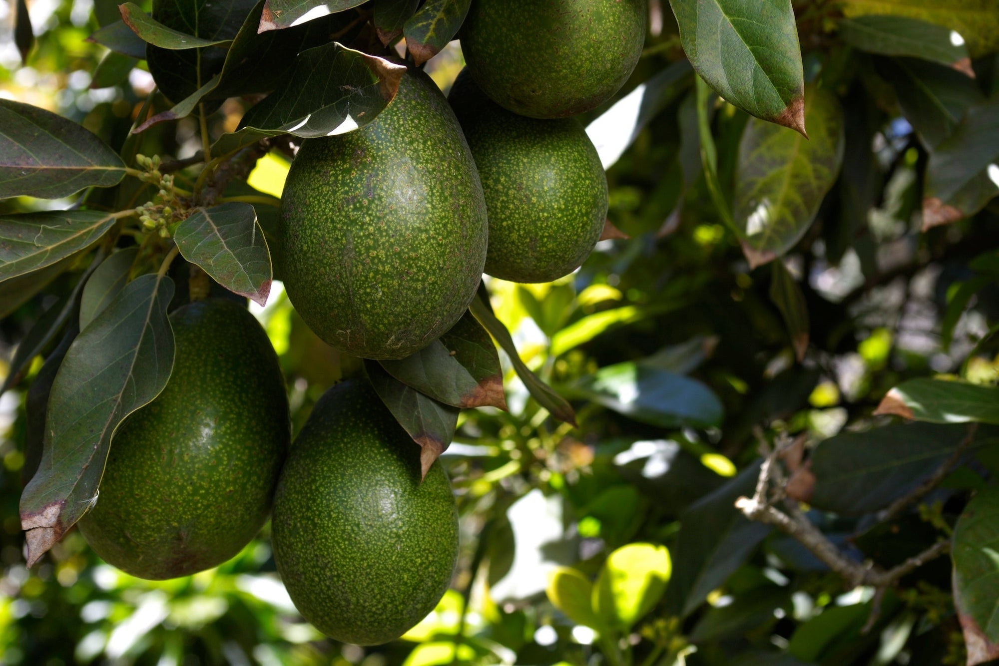Busting Skincare Myths: Facial Oil